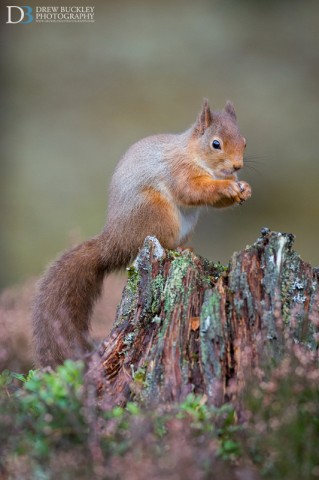 Red Squirrel - Sciurus Vulgaris, Scotland