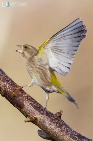 Greenfinch - Carduelis chloris