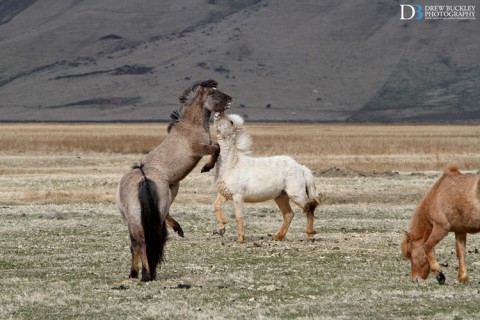 Icelandic ponies playing beneath the Big E