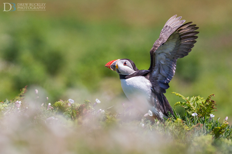 Puffin - Stretching the wings