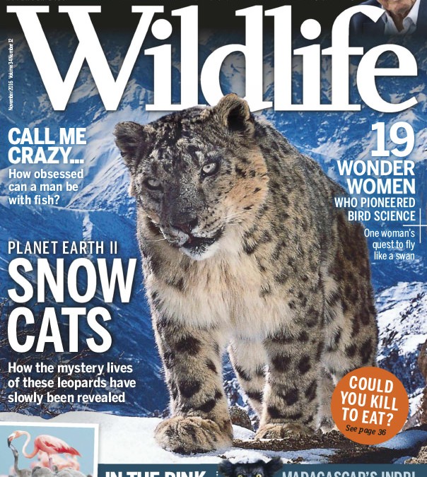 BBC Wildlife Magazine – November 2016
