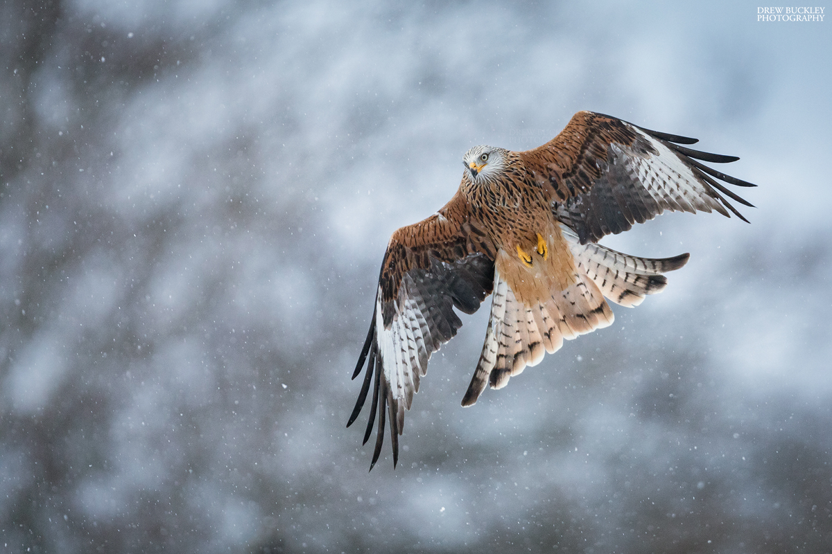 Red Kite - Snow - Drew Buckley Photography ~ Pembroke, Pembrokeshire