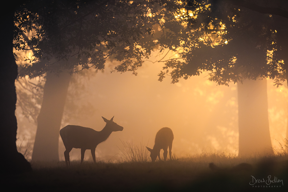 Woodland Dawn