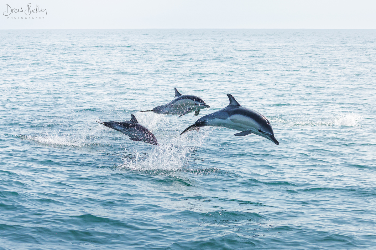 Dolphins