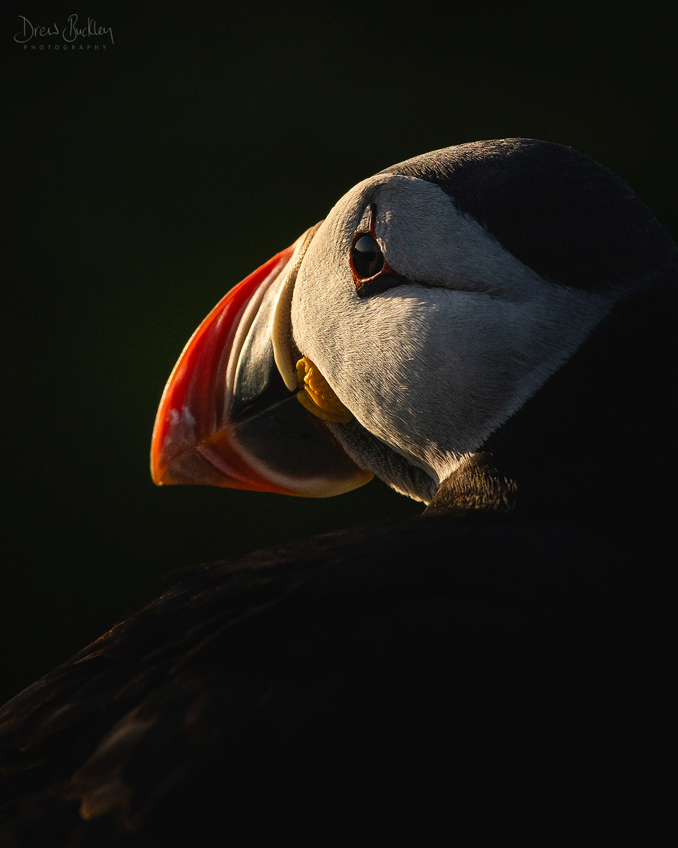 Skomer Puffin – Spotlight