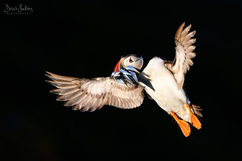 Puffin - Into the Light