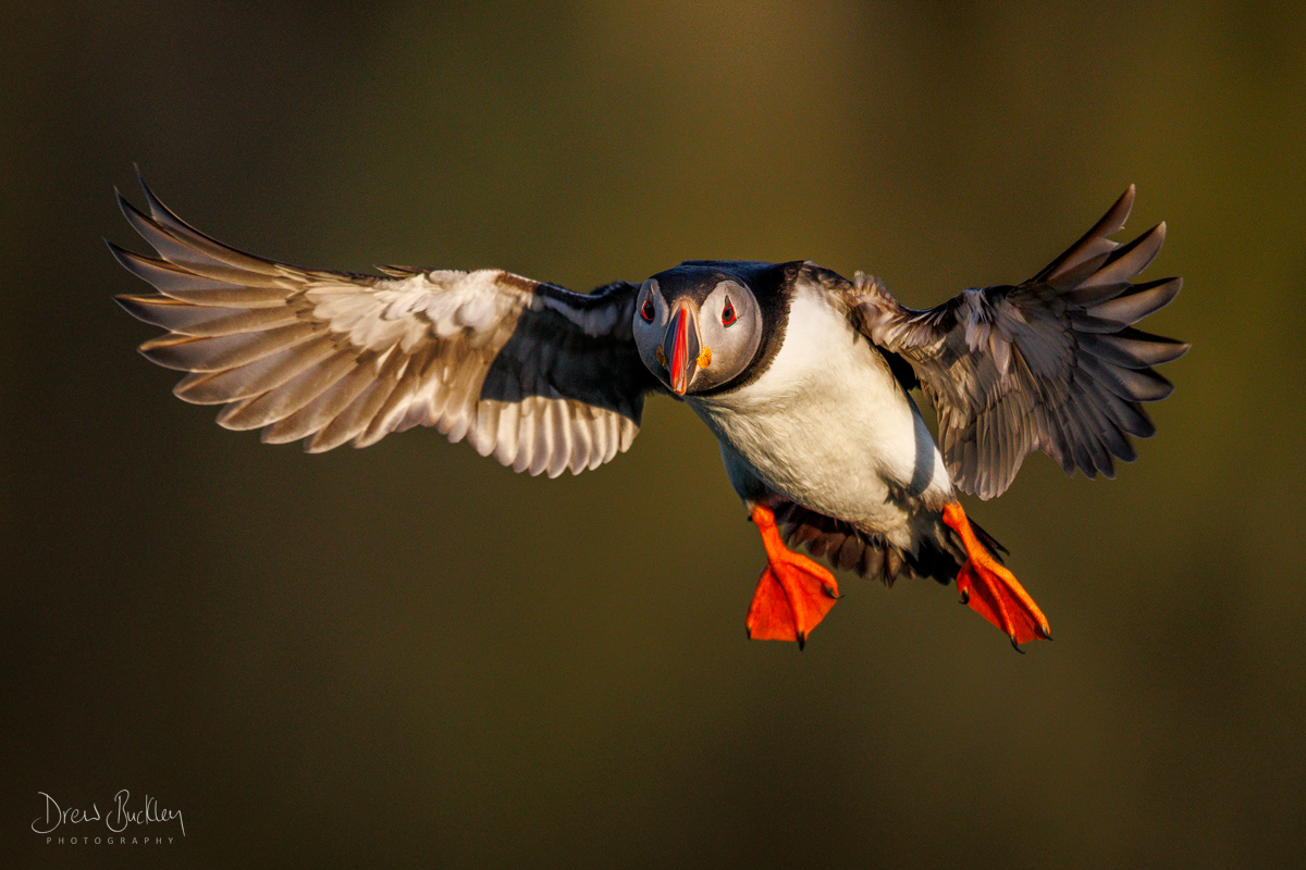 Puffin - Evening Glow