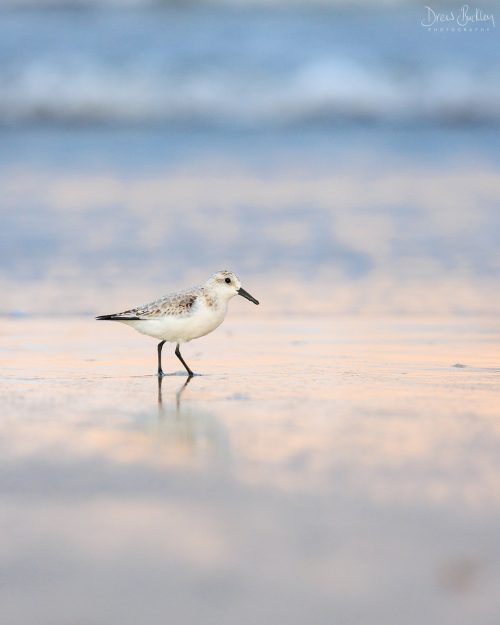Sanderling