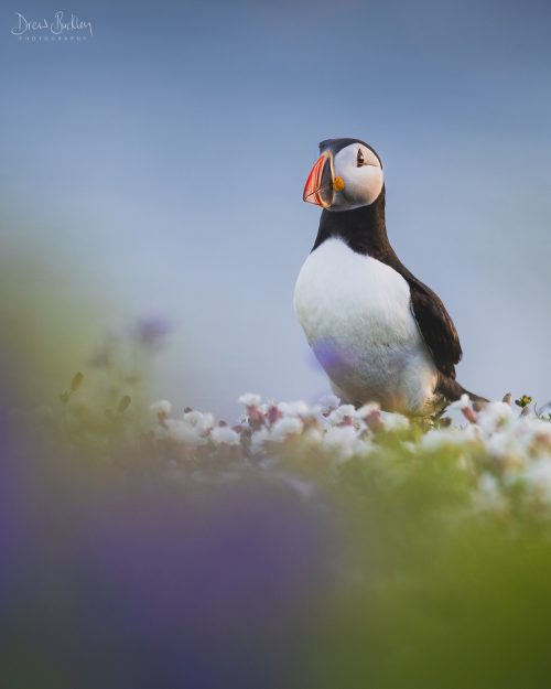 Skomer Puffin