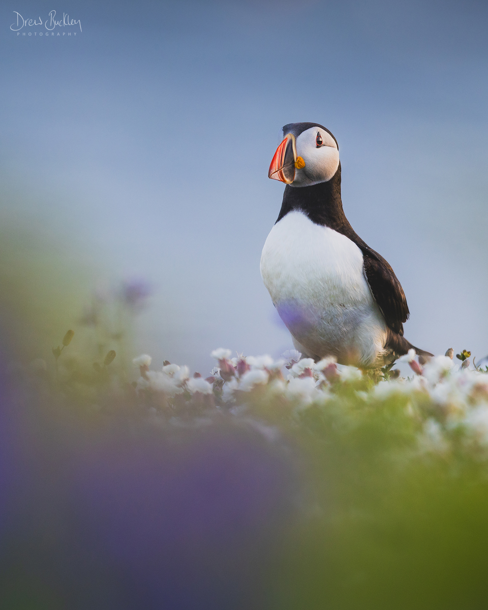 Skomer Puffin