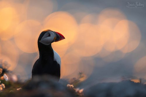 Skomer Puffin