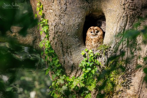 Tawny owl - Holed Up