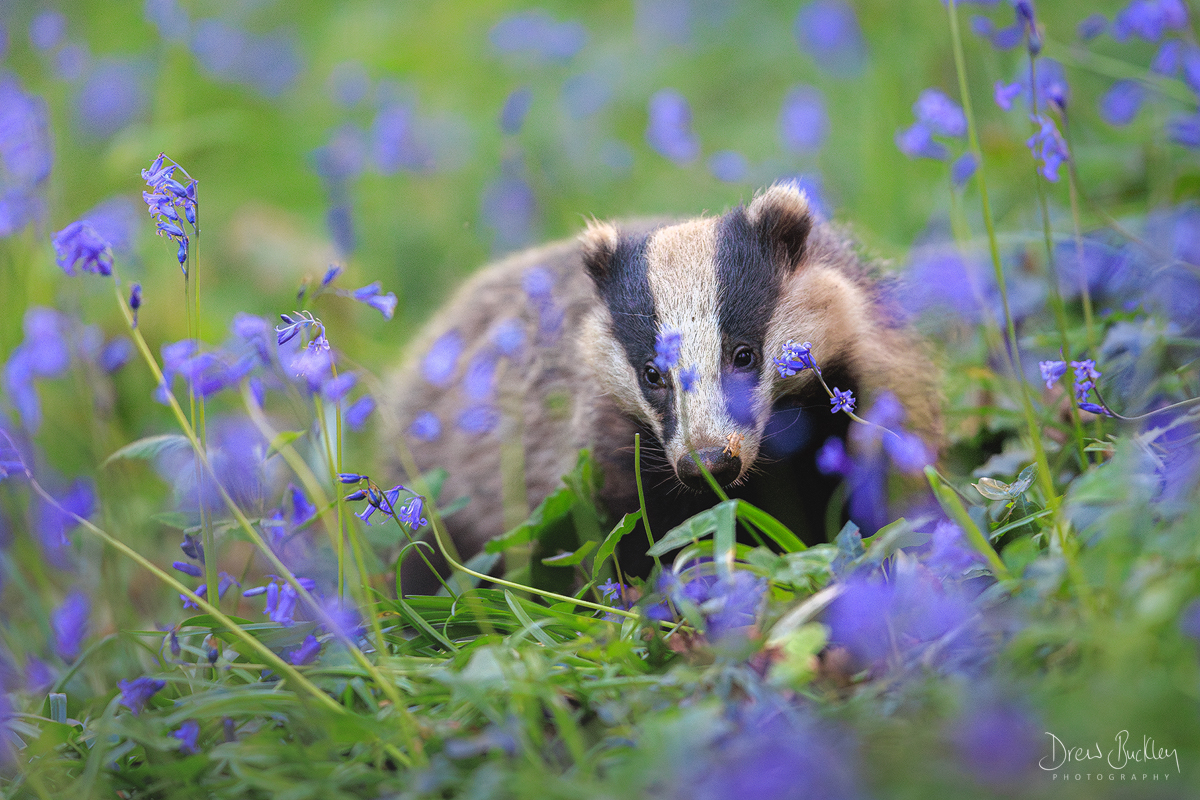 Badger in the Blues