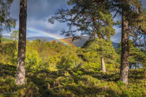 Glen Affric Rainbow