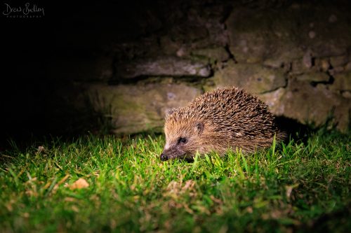 Hedgehog