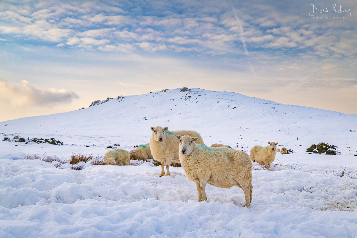 Preseli Sheep – Winter