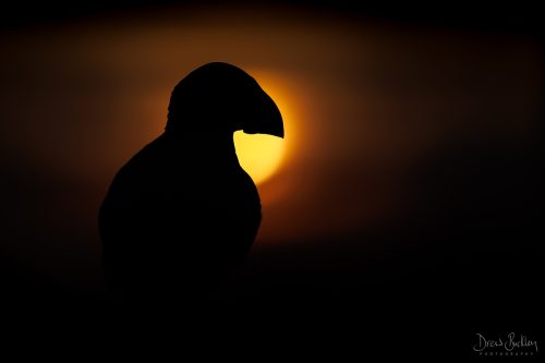 Puffin Silhouette