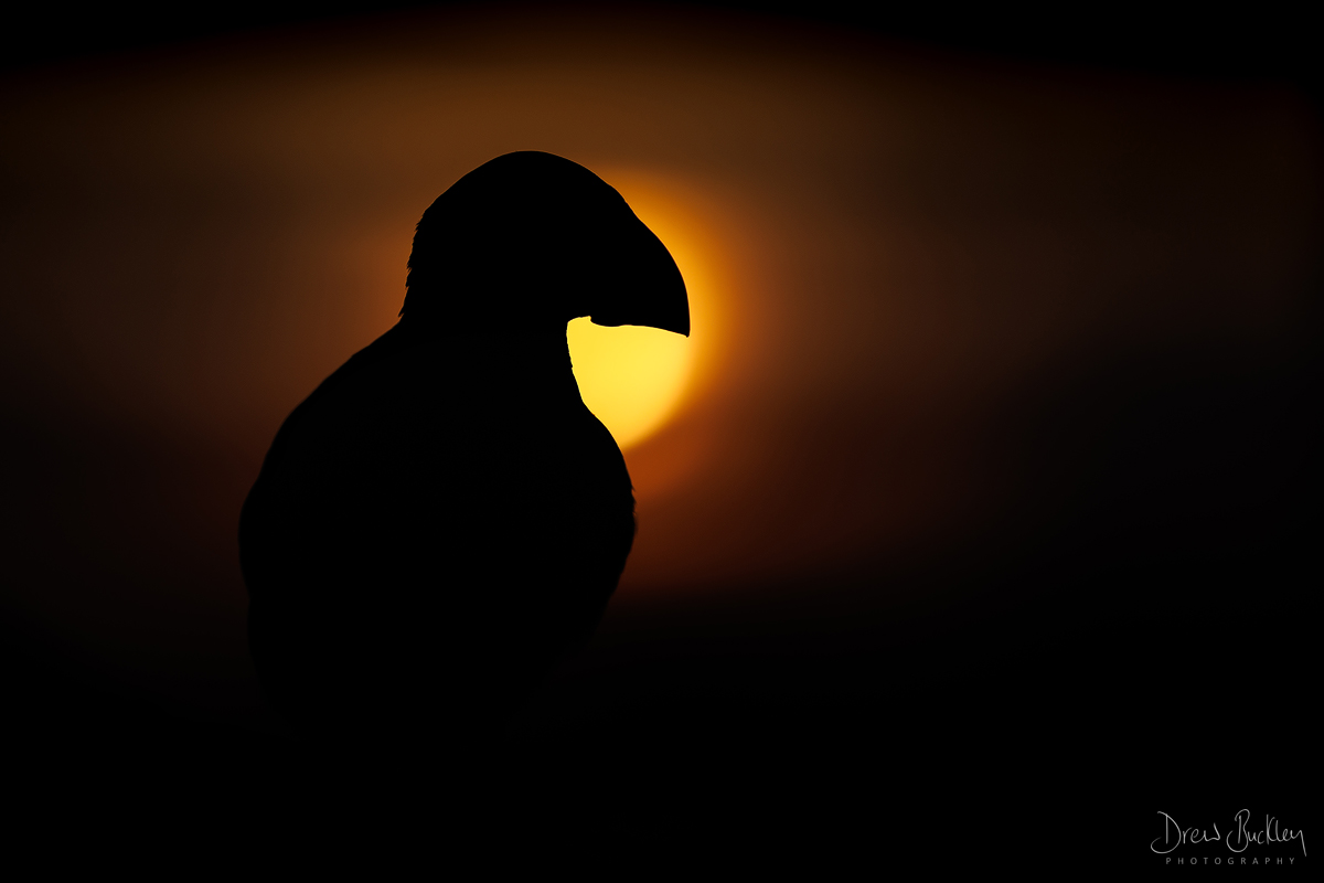 Puffin Silhouette
