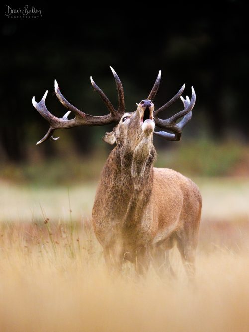Red Deer Roar