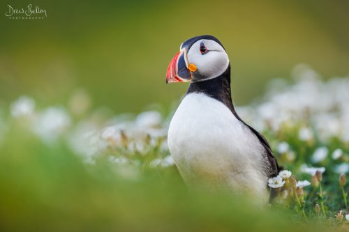Skomer Puffin - Floral