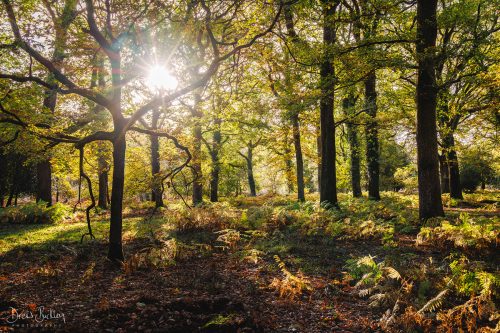 Forest of Dean - Dawn
