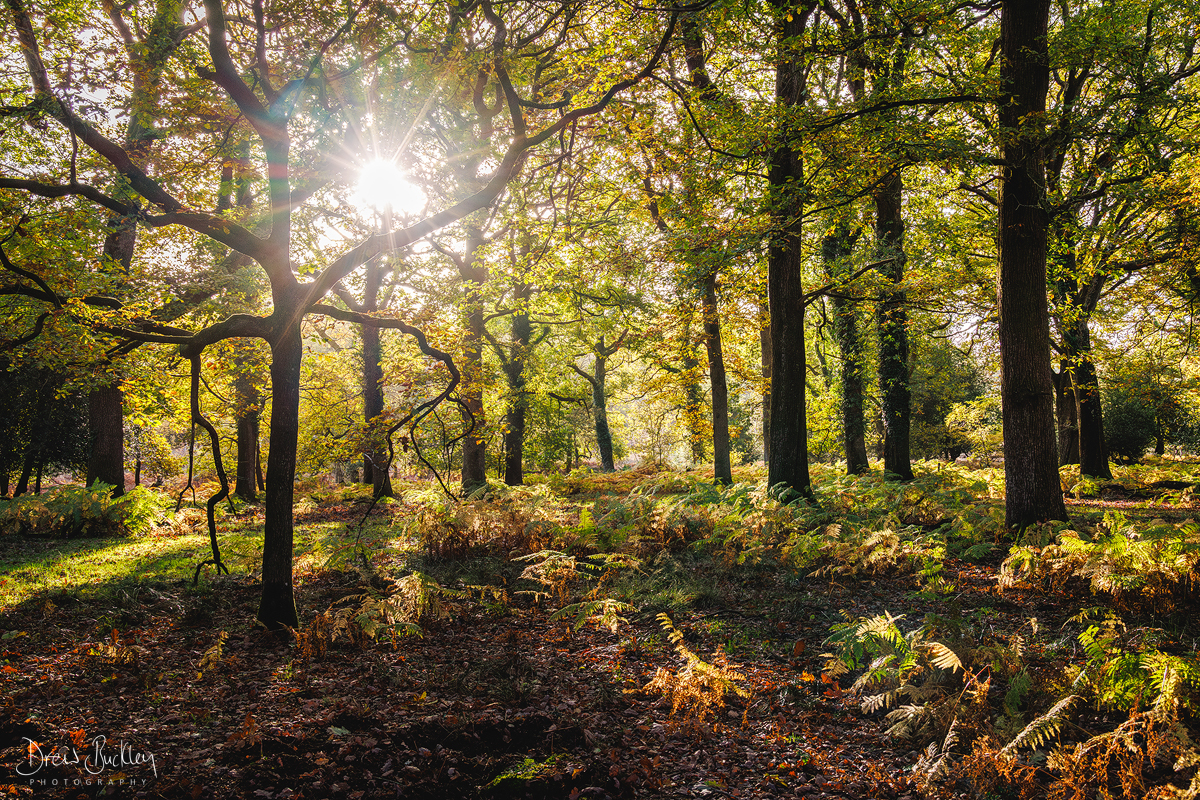 Forest of Dean – Dawn