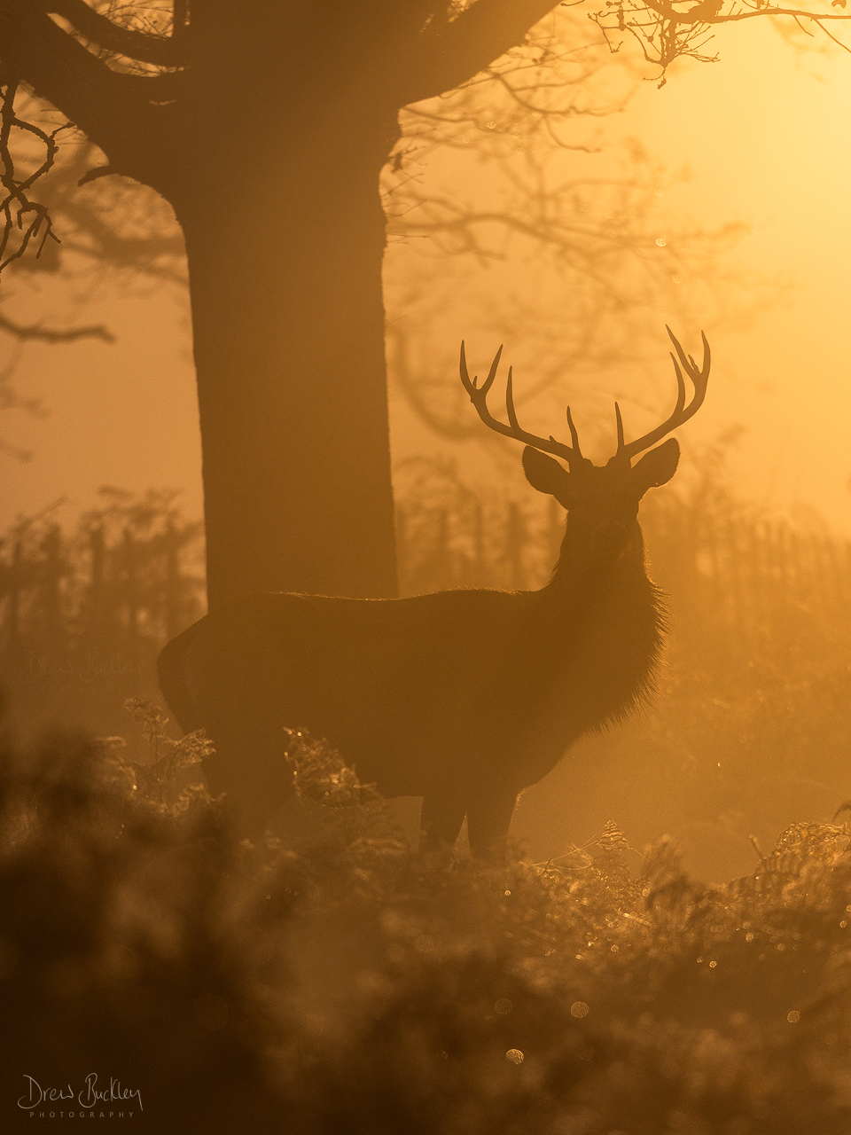 Red Deer Misty Dawn