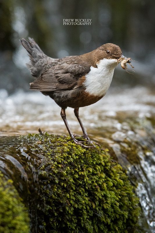 Dipper