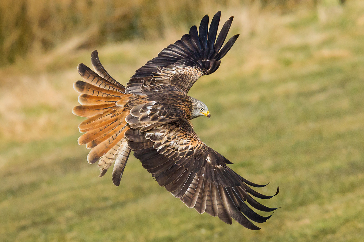 RED KITE PHOTOGRAPHY WORKSHOP - Drew Buckley Photography ~ Pembroke ...